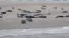 HWK Texel 2015 083_small.jpg